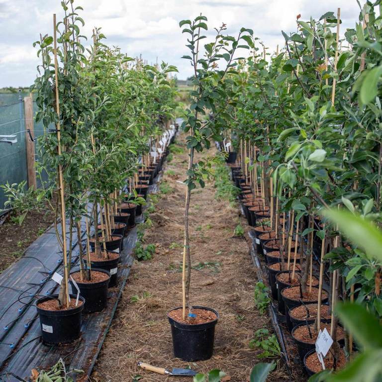 New Organic Fruit Trees 🌿🍎🍒🍐
