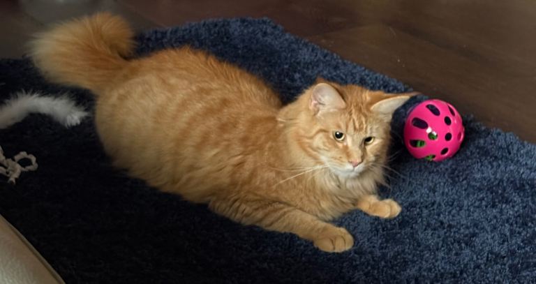 Rare stunning Maincoon girl 16 months GCCF reg