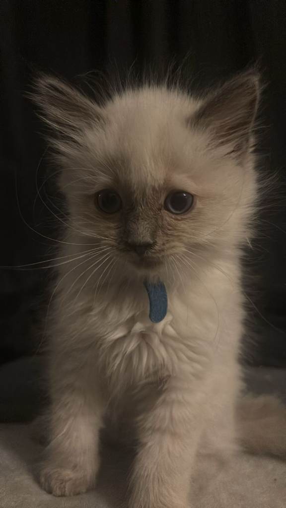 Ragdoll kittens very cute