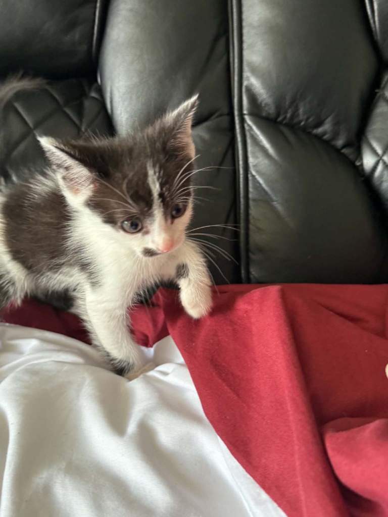  We. Have 5 more kittens for sale xx