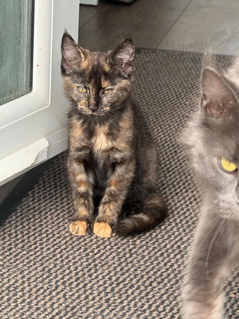     Maine Coon Cross Kittens – Pedigree Mum, Father Unknown