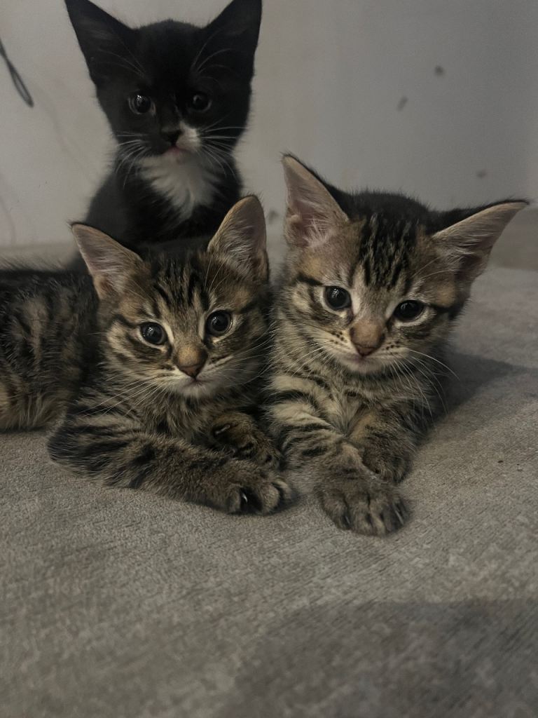Kittens ready to leave