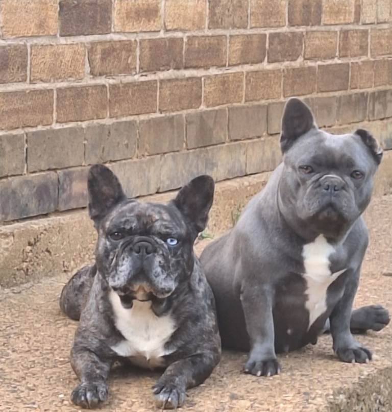 2 Lovely French Bulldog Looking For Their Forever Home 🐾🏠