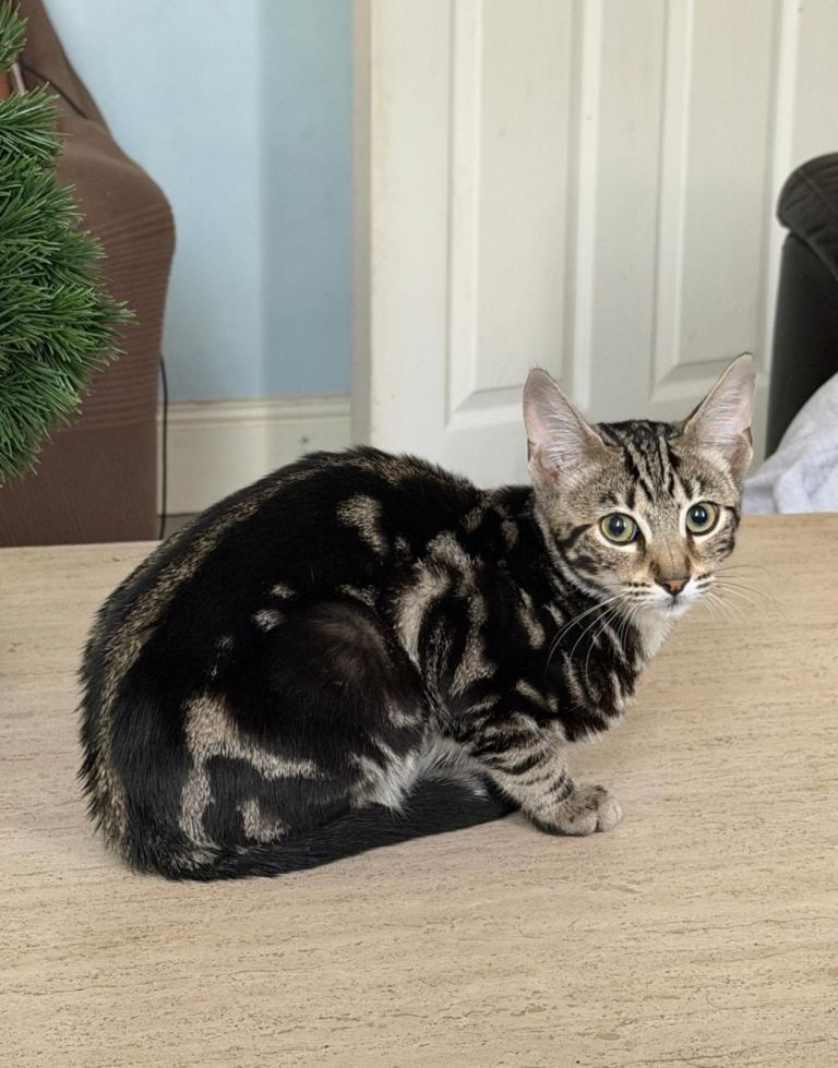 Mix Bengal kittens 