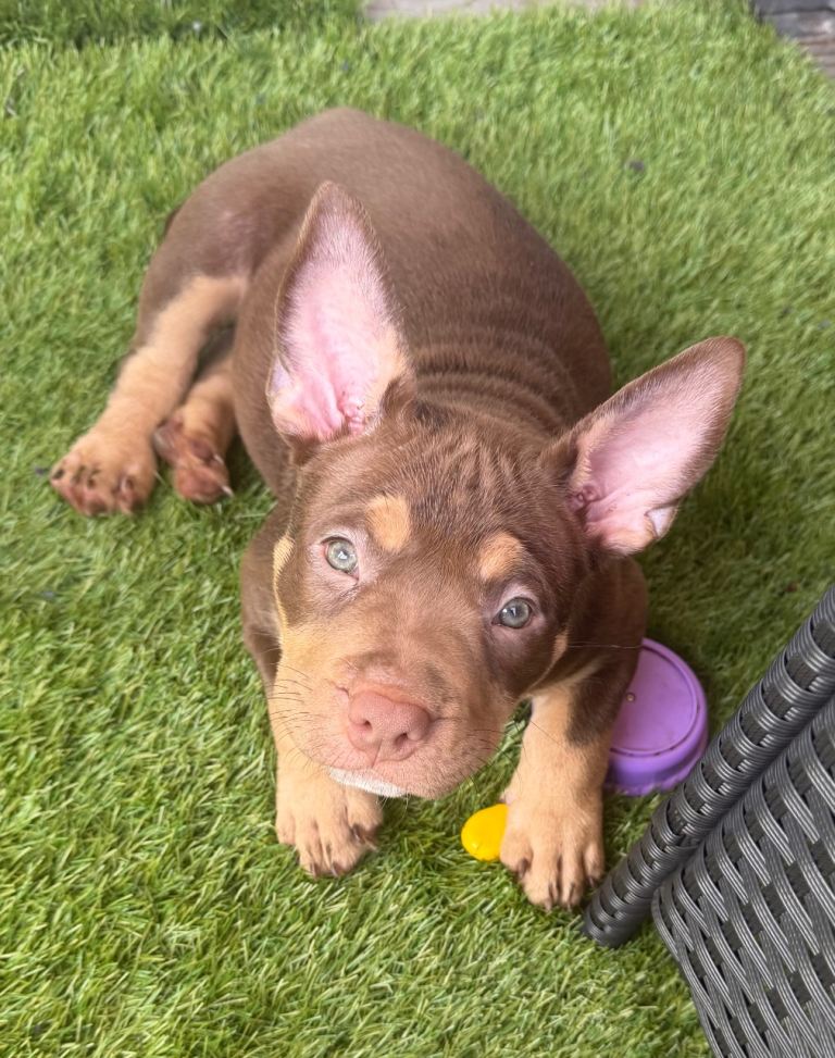 ✨ Stunning ABKC Pocket Bully Puppies ✨