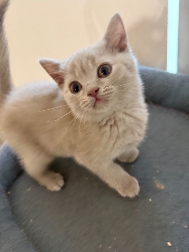 Stunning Pure British Shorthair Kittens | 2 Boys & 2 Girls | Blue & Lilac | Family Raised