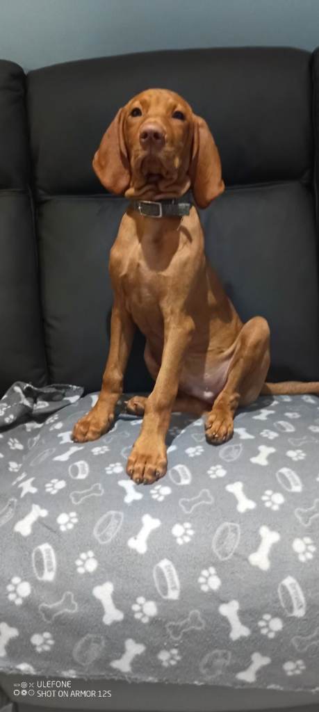 Hungarian viszla puppy 