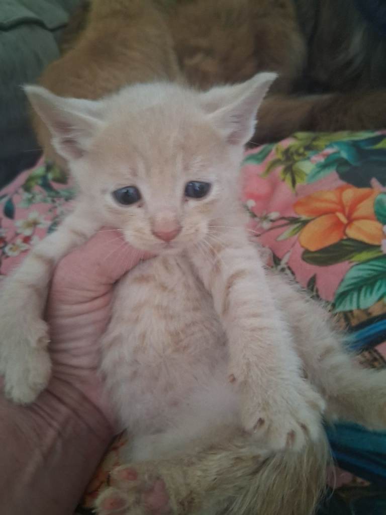 Flame point ragdoll boys left ##reduced ## 
