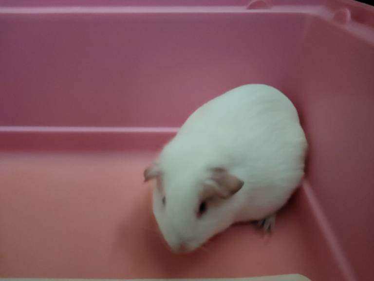 White guinea pig with indoor cage 
