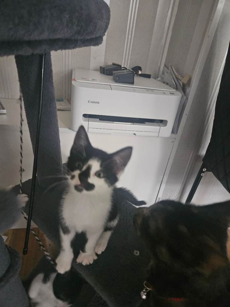 Sweet little kittens