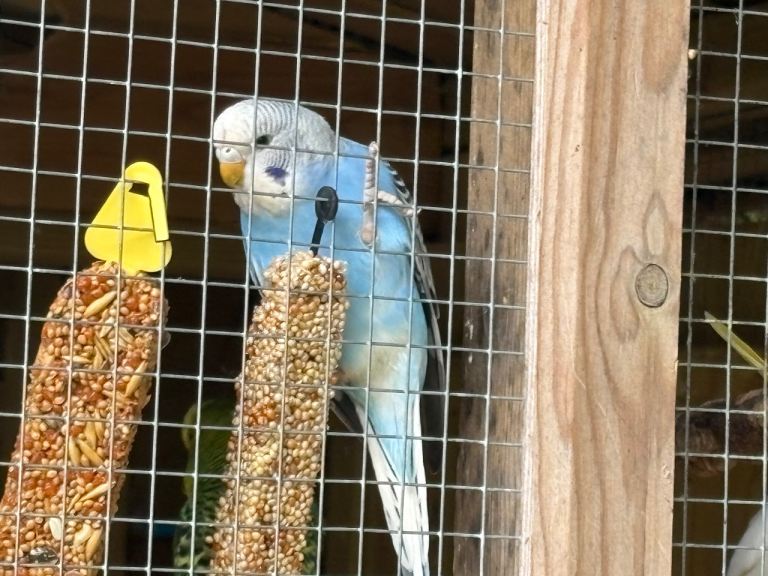 Beautiful Budgerigars for Sale