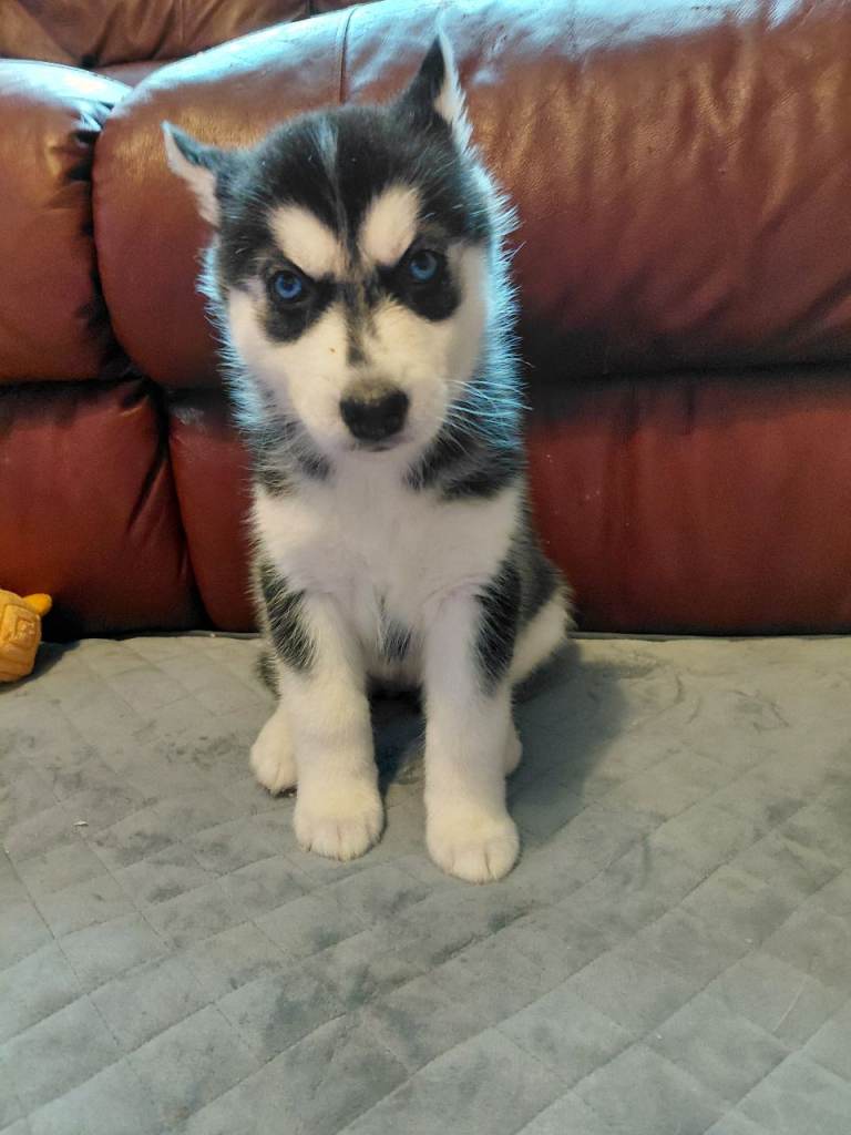 Husky puppies for sale