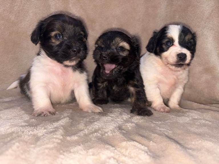 Cocker spaniel puppies 