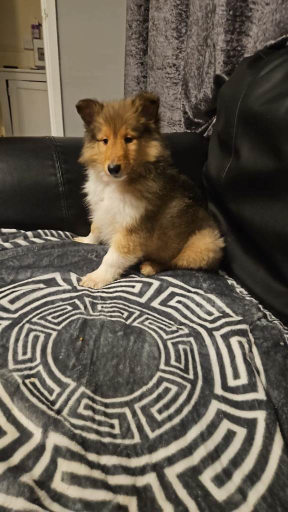 Beautiful Rough Collie puppy