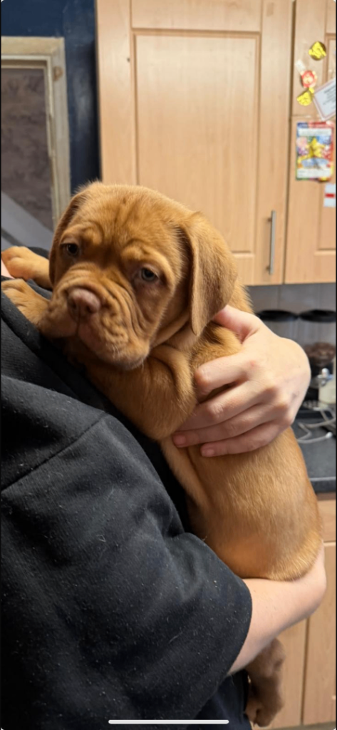 Dogue de Bordeaux pups