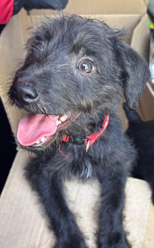 Last boy Bedlington x whippet puppy for sale 