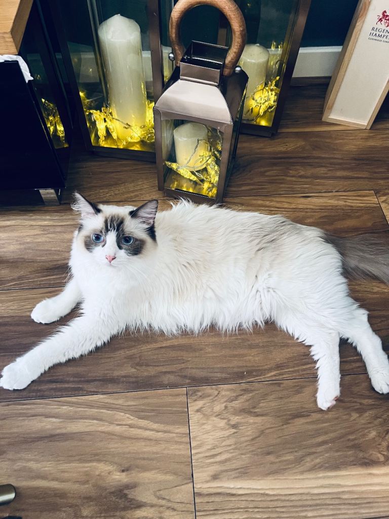 Ragdoll