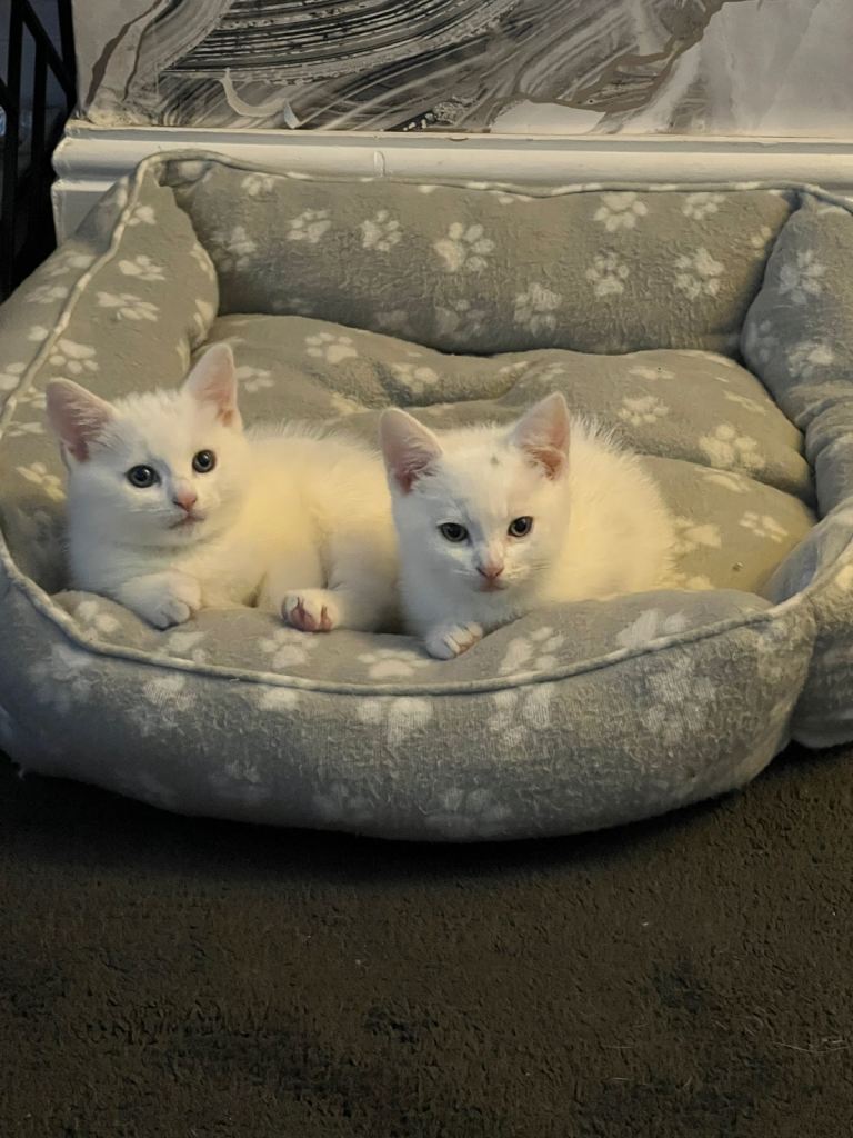 Beautiful White British shorthair kittens cross 