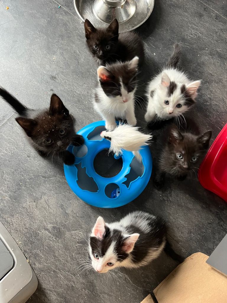 Fluffy kittens