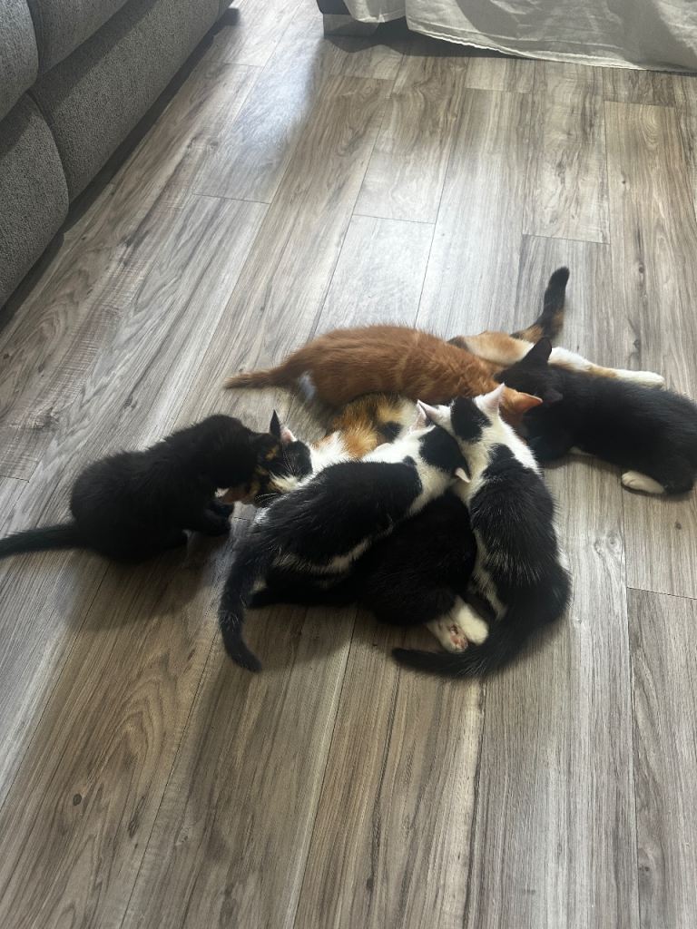 Kittens ready to rehome 