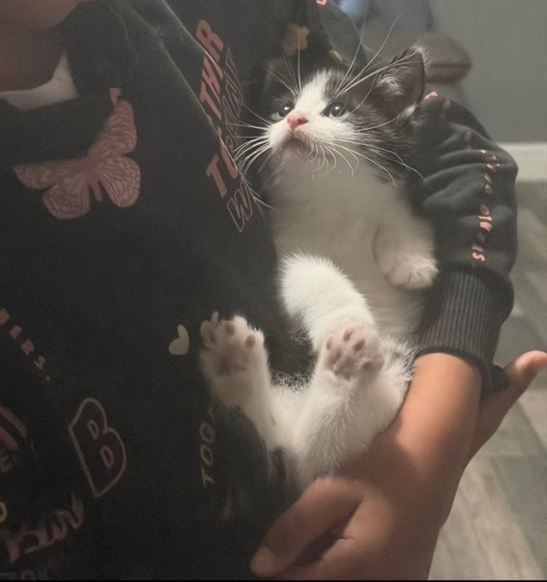 Kittens 