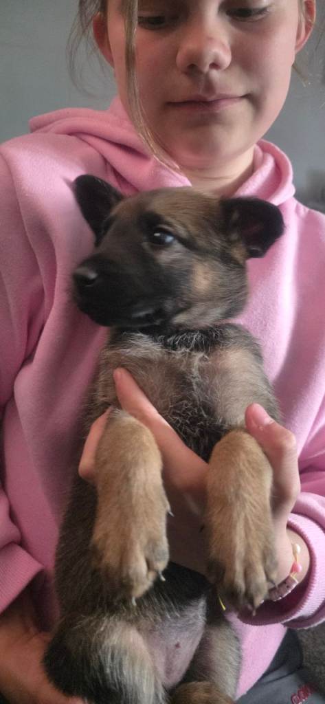 8 german shepherd X Belgium malinois