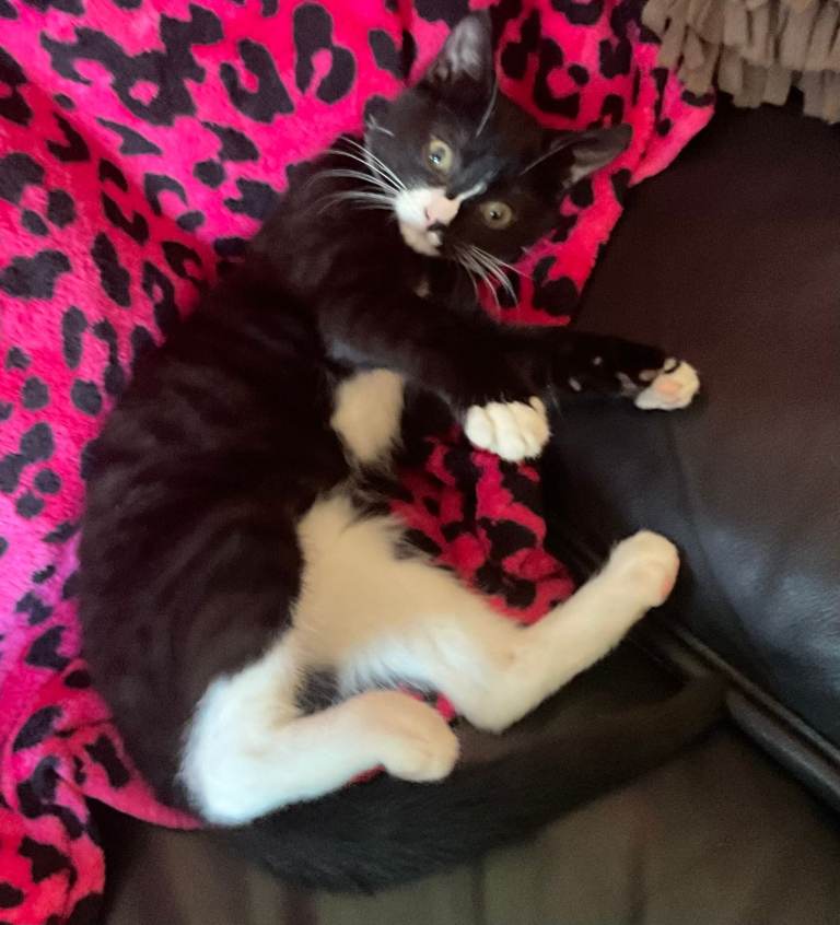 Female Kitten