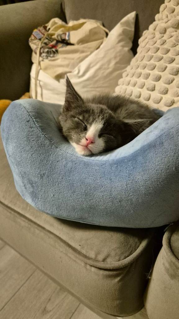 Ragdoll X Male Kittens 😸 Loving Lap Cats