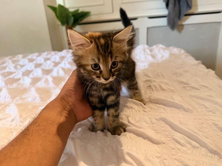 Adorable 9 Week Old Kittens. Fluffy Tabby & Black Mix.