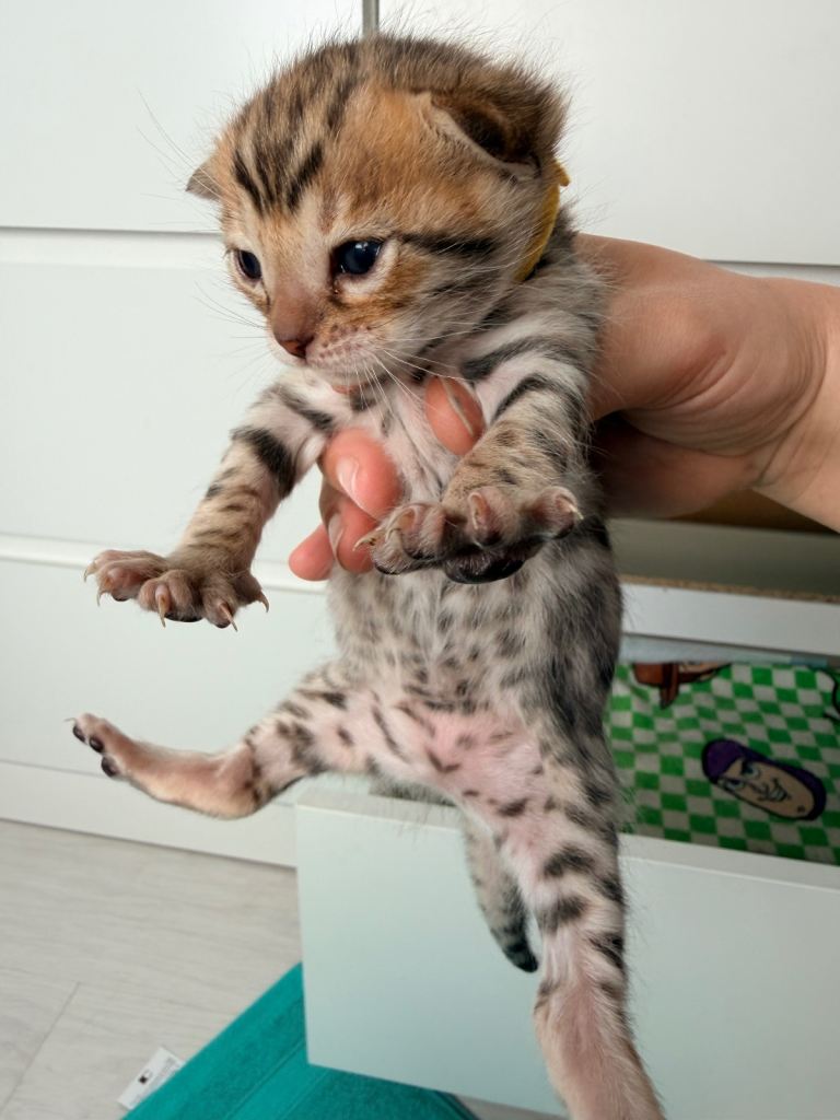 Bengal kitten 