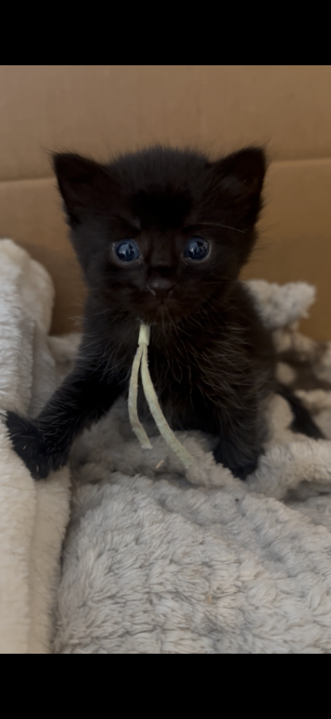 Kittens 