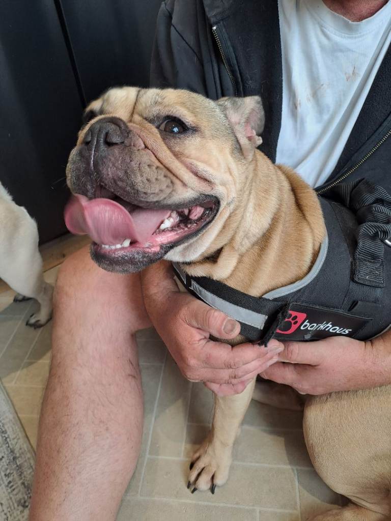 Freelance bulldog 