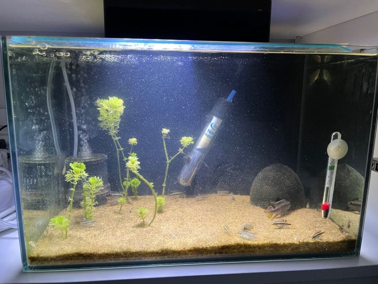 Aqua One Platform 21 L Fish Tank
