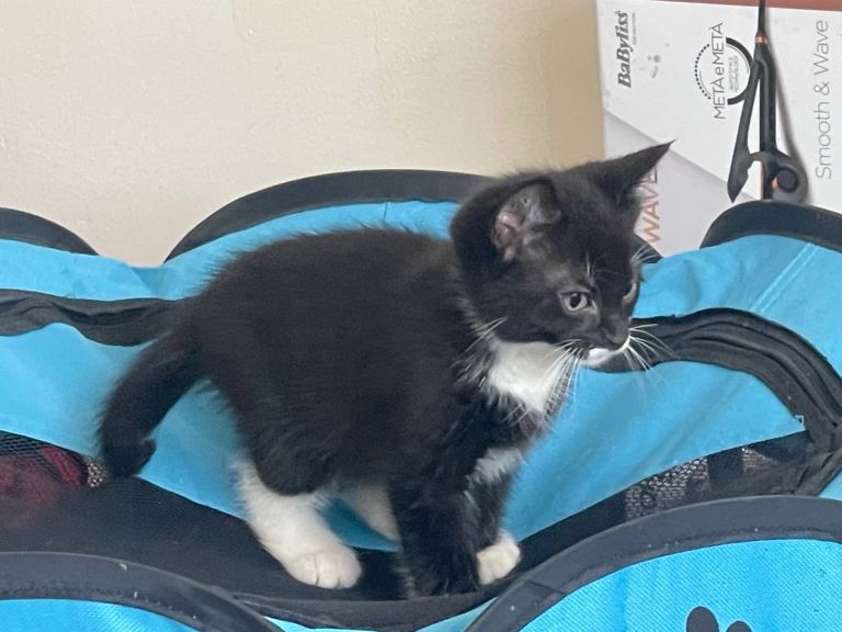 1 Bombay mixed breed kitten