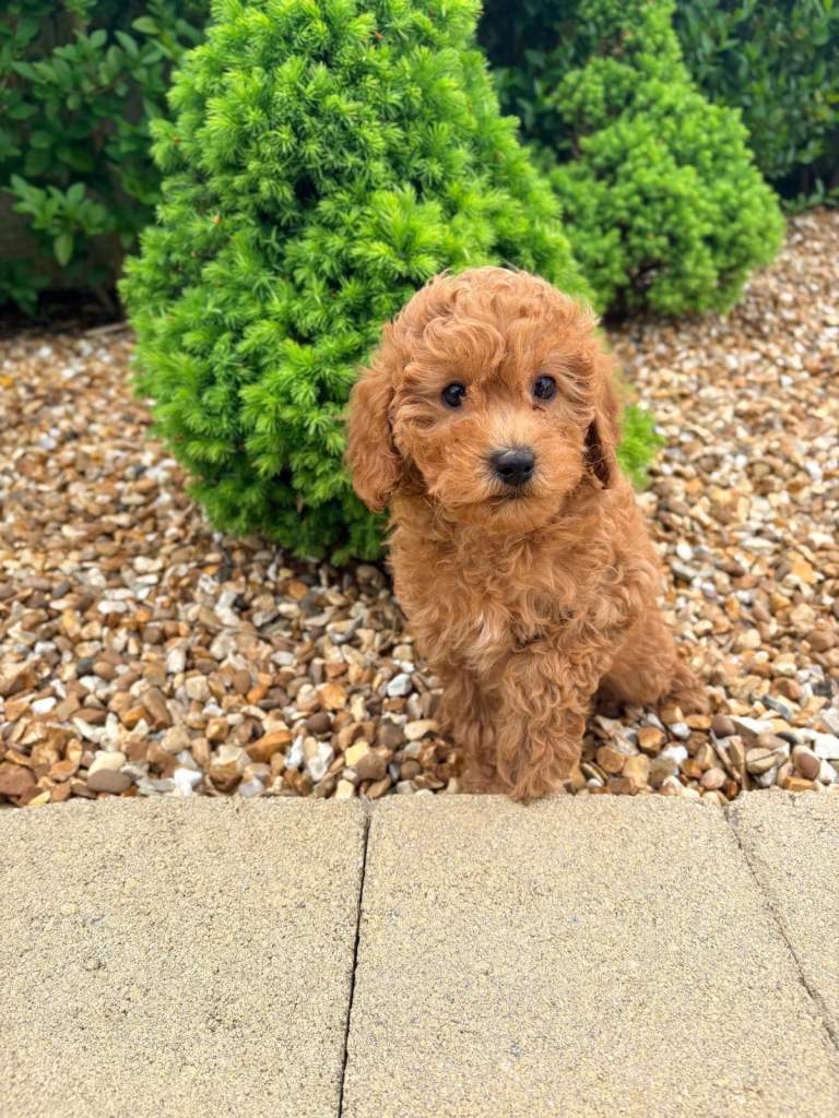 Cavapoo male 