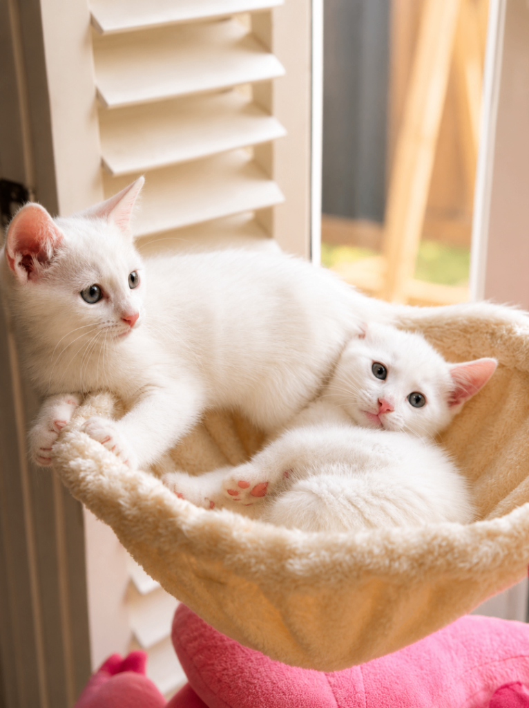 2 Beautiful Russian White Cross Female Kittens 