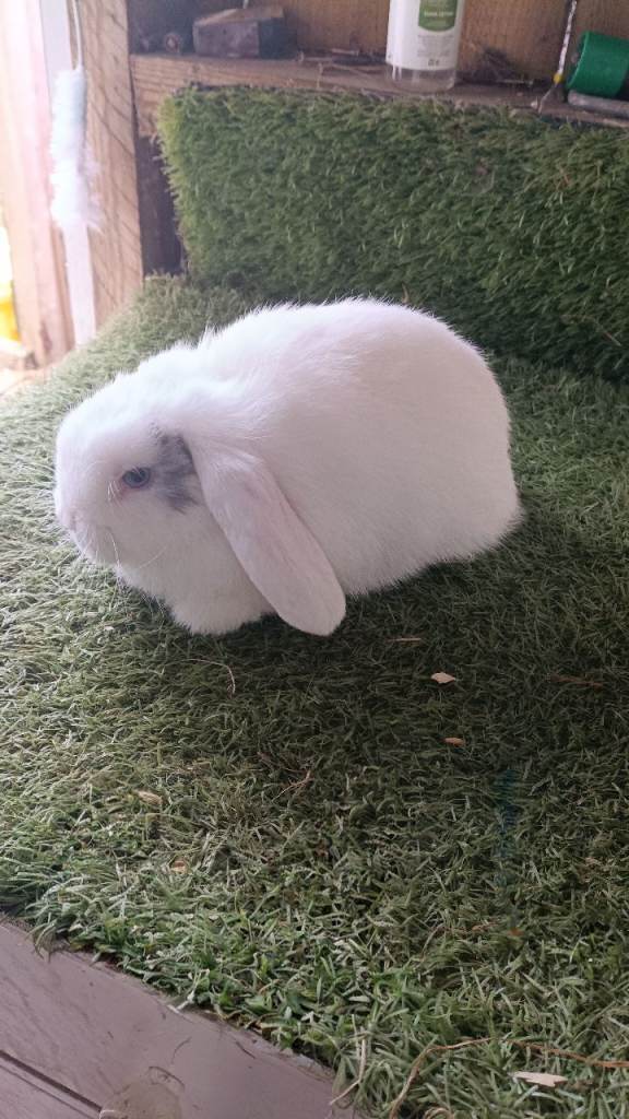 Mini lops 