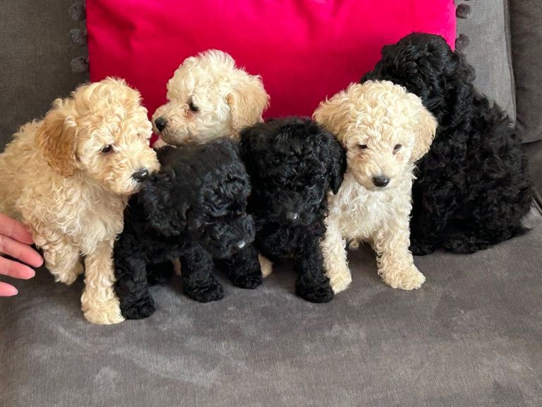 Toy poodle pups