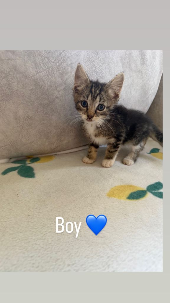 Beautiful Kittens Girls & Boys 