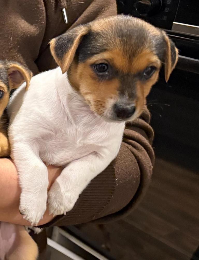 Cute Jack Russel puppies for sale 