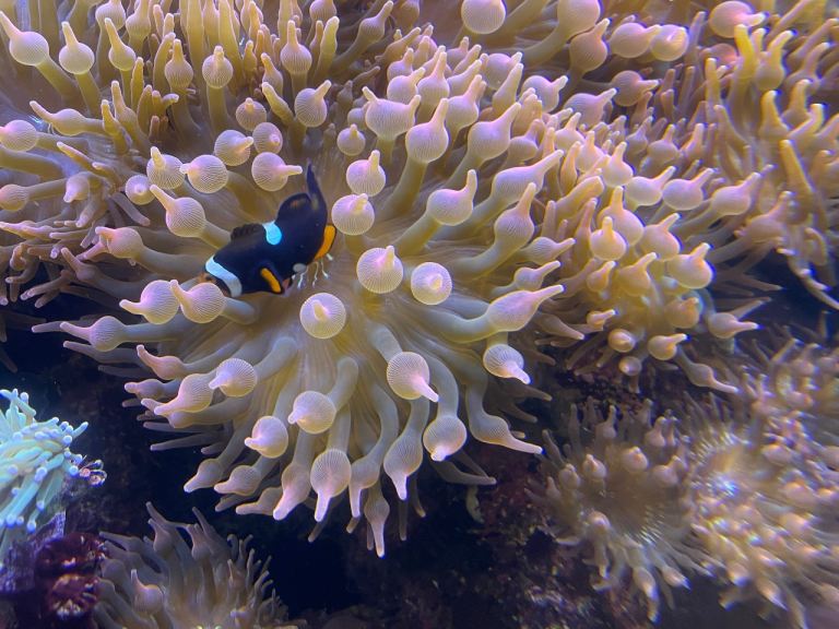 Pink bubble tip anemone 