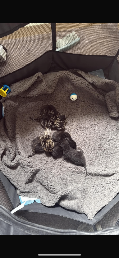 Kittens looking for a new home 