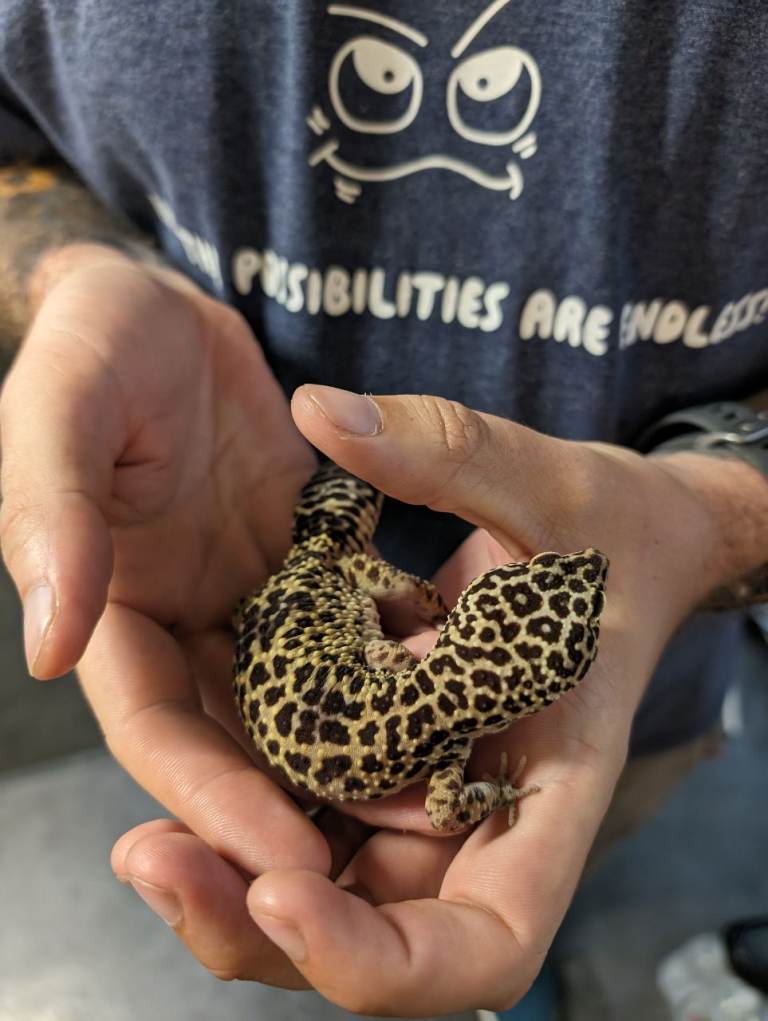 Beautiful Female Leopard Gecko and Full Set Up