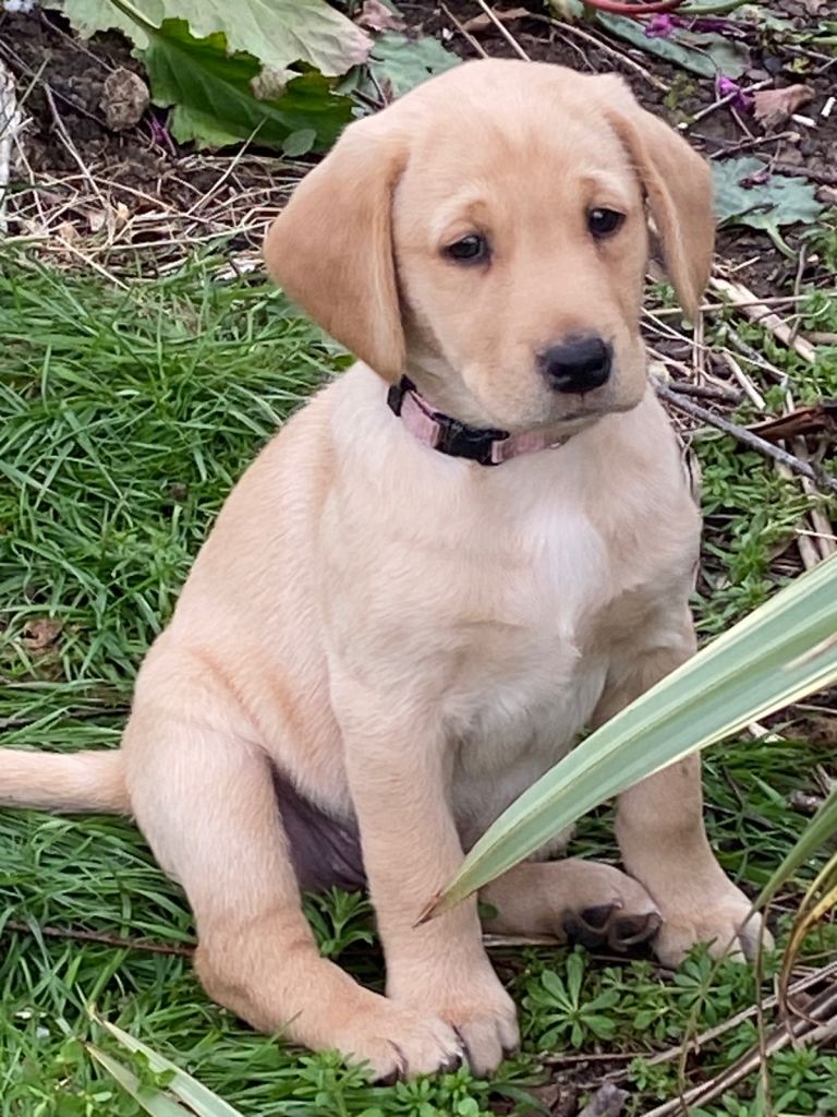 STUNNING LABRADOR PUPPIES 