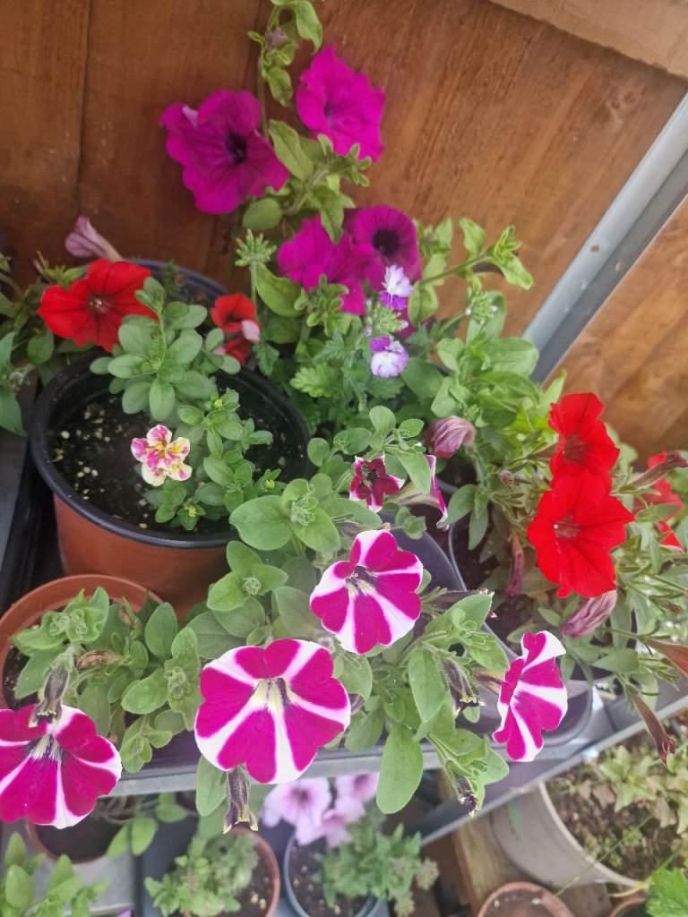 Stunning healthy large garden flowers plant 