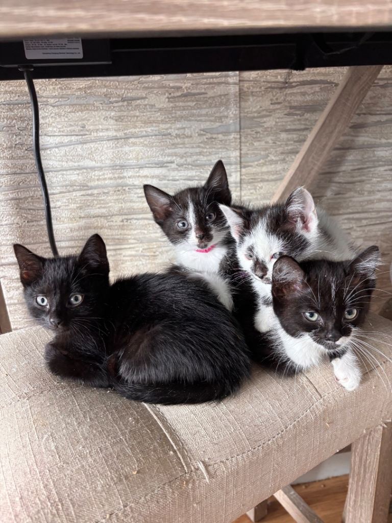 Beautiful Kittens looking for their forever home