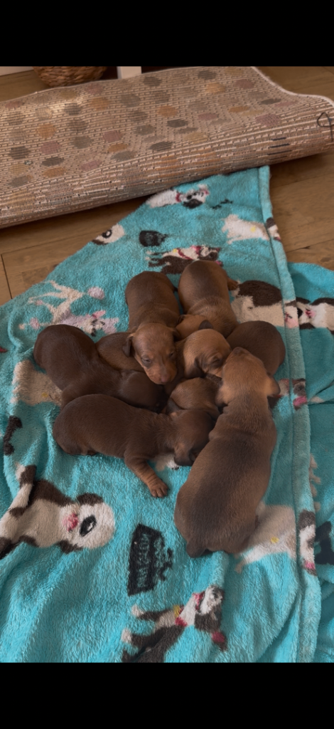Miniature Dachshund Puppies 