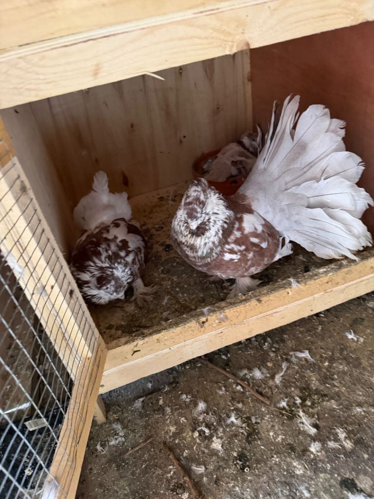 Fancy pigeons