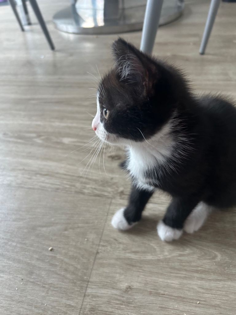 Kittens 