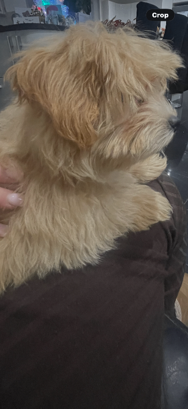 A beautiful 19 week old maltipoo 